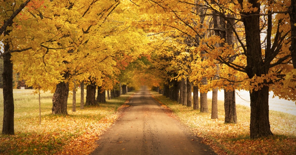 A tree-lined driveway leading into the distance with yellow, fall leaves